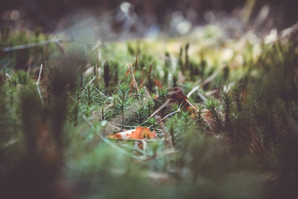 Naturaleza